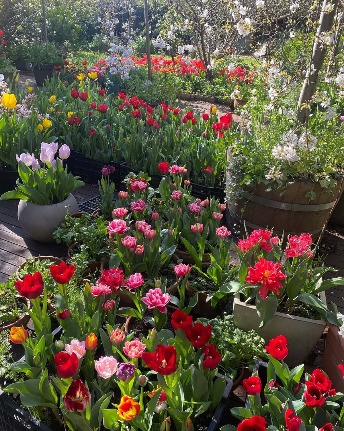 colorful flower gardens 15