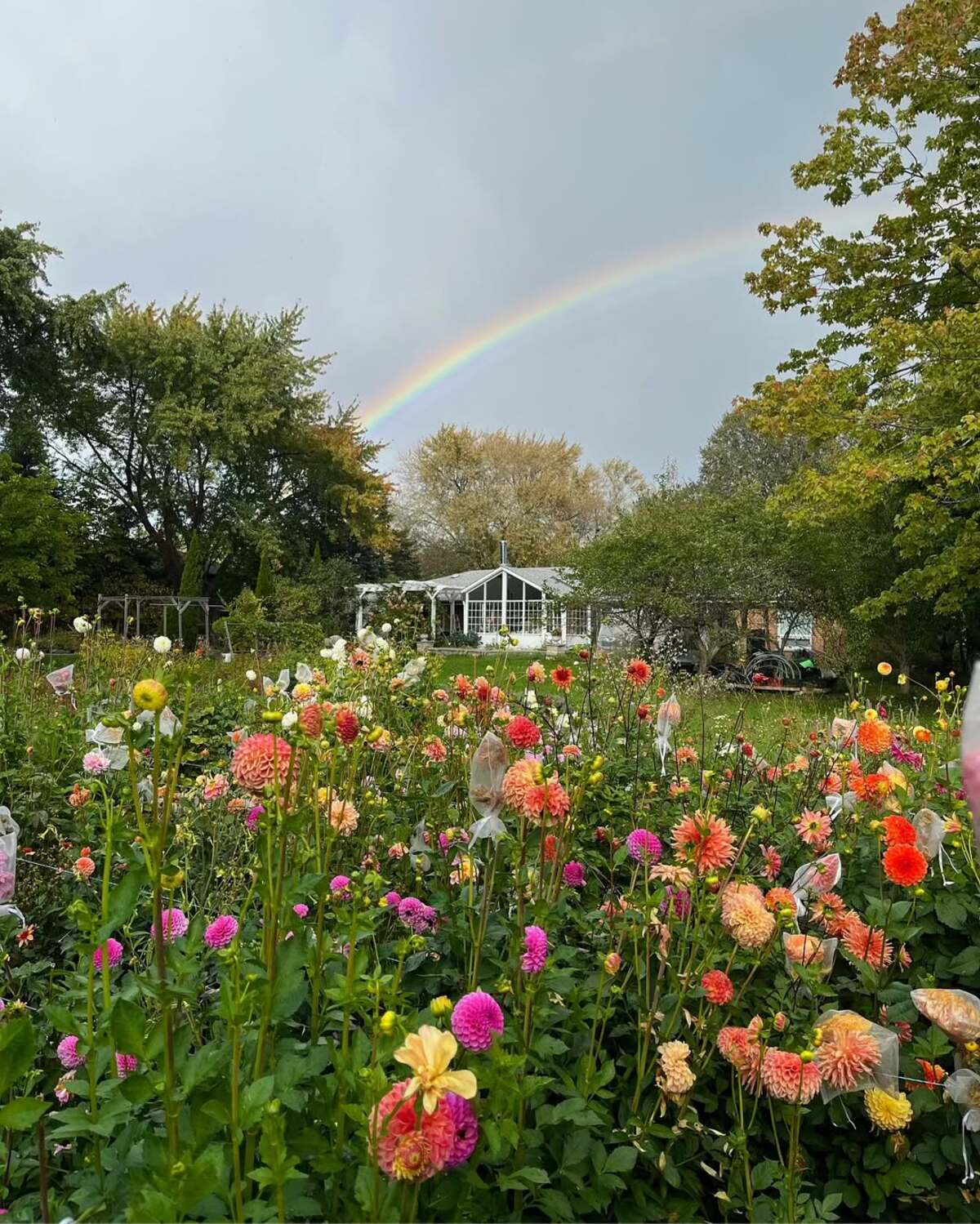 colorful flower gardens 23