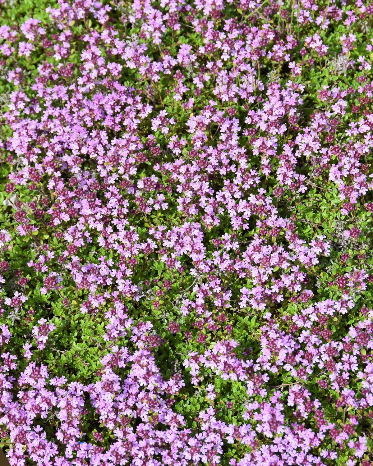 cheap landscaping ideas 10