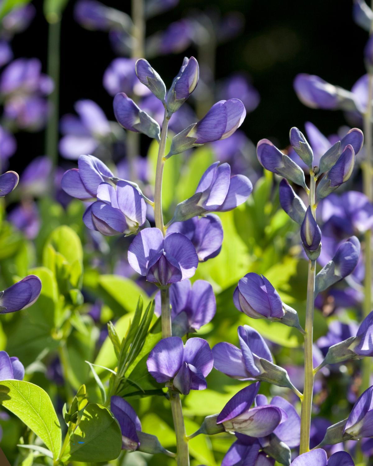 cheap landscaping ideas 12