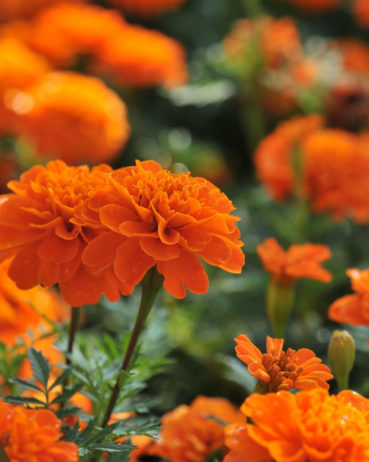 cheap landscaping ideas 16
