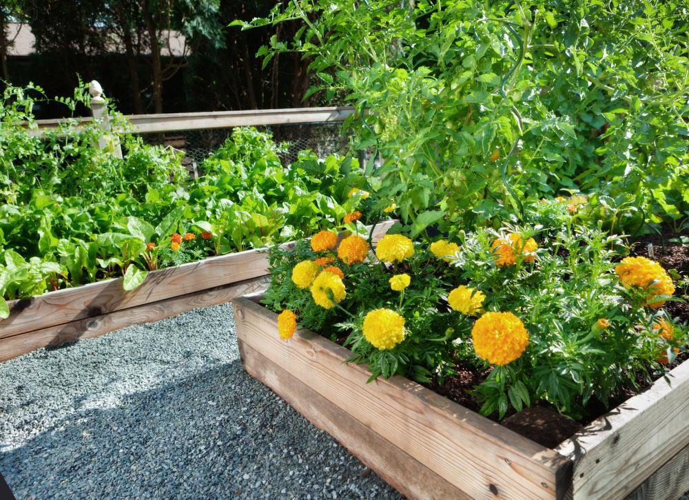 cheap landscaping ideas 19