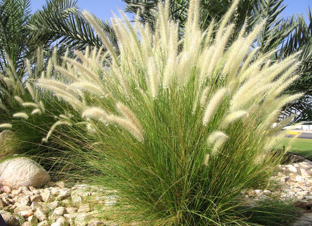 cheap landscaping ideas 20