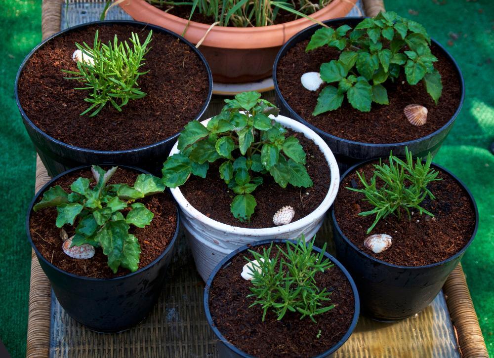 landscaping on a budget 04