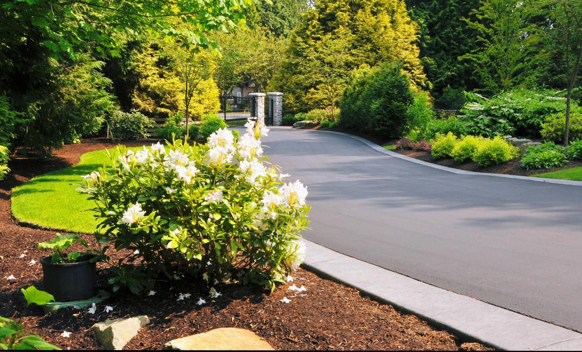 Shrub and driveway