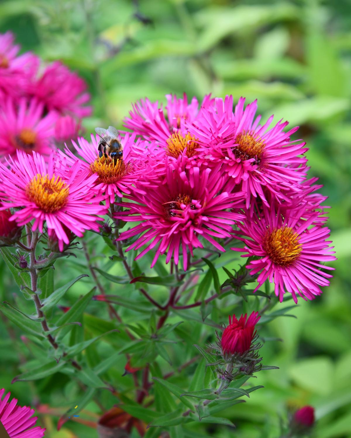 landscaping ideas worth the money 05