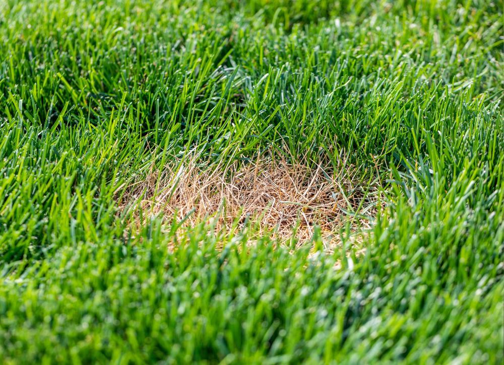 ways to fake an outdoor reno 02